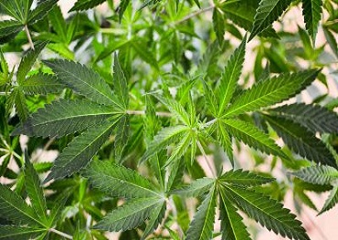 caucus progressivo del Congresso chiama Per legalizzazione della marijuana nei primi sei mesi Of 2021 