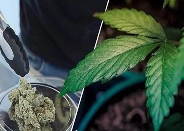 Gli esperti prevedono la trasformazione dell’industria della cannabis nel 2024