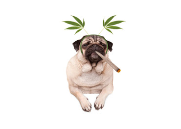 Can Animals Get High On Cannabis?