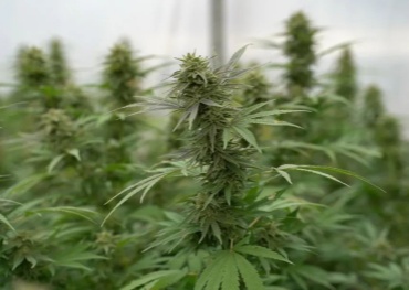 Entra in vigore la legalizzazione tedesca della marijuana V2.0