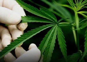 Un altro stato degli Stati Uniti a legalizzare la marijuana, il Minnesota è diventato il 23esimo stato a legalizzare l'uso di marijuana da parte di adulti
    