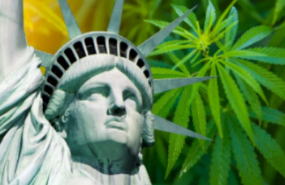 Un investitore veterano della cannabis afferma che l'apertura del mercato di New York è una 