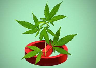D.C. shuts 50th illegal weed shop amid cannabis crackdown
