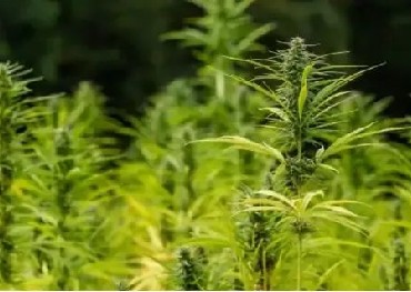 Il governo britannico sta incoraggiando gli agricoltori a coltivare cannabis e prevede di modificare le licenze per la cannabis industriale