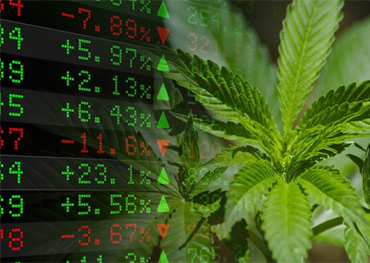 Packaging Cannabis Packaging American Cannabis Stocks Extended Big 2020 Guadagni di Salendo 23% A gennaio 2021 
