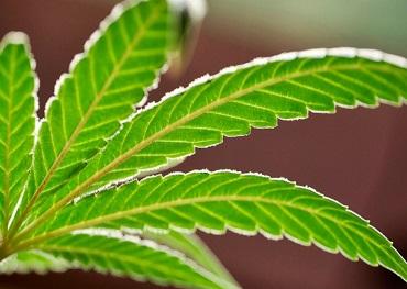  2020 legislazione sulla riforma della politica sulla marijuana