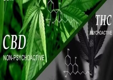 La FDA degli Stati Uniti ha esaminato la ricerca sulla cannabis negli ultimi 50 anni e ha riesaminato e valutato la ricerca futura sui derivati ​​della cannabis e sul CBD.
    