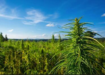 bisogno di proteggere tuo cannabis crescere? ecco alcune misure di sicurezza da considerare