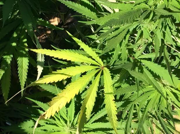 La marijuana mette in dubbio il disegno di legge che ritorna all'assemblea generale di TN