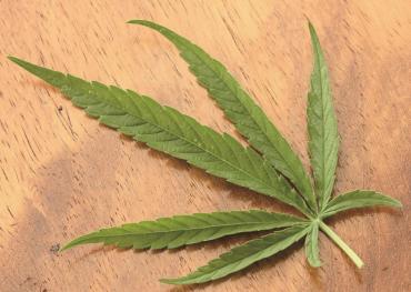 La crescente tendenza al consumo di cannabis tra gli anziani e il ruolo del confezionamento a prova di bambino
