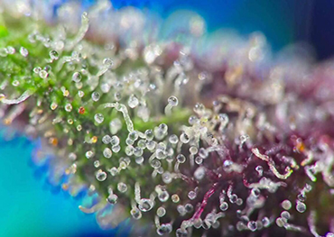 What are Cannabis Trichomes?