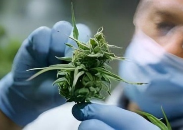 Combined use of alcohol and cannabis could fuel addiction risks